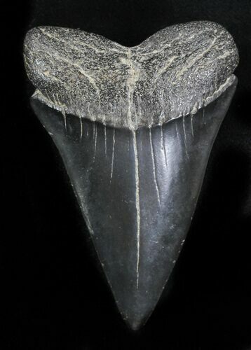 Large Fossil Mako Shark Tooth - Georgia #31614